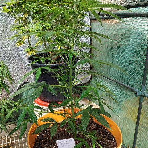 Gorilla Cookies Auto growlog timeline photo