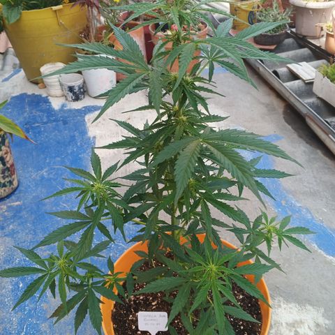 Gorilla Cookies Auto growlog timeline photo