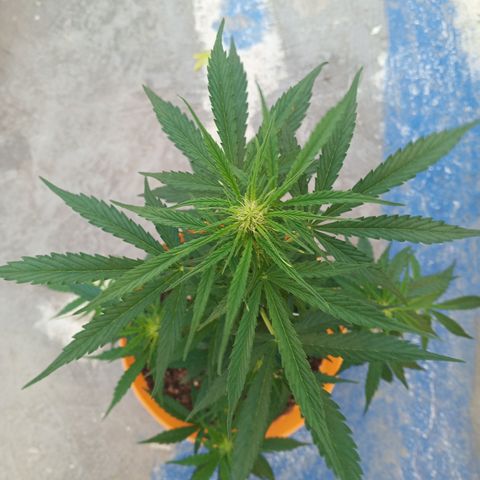 Gorilla Cookies Auto growlog timeline photo