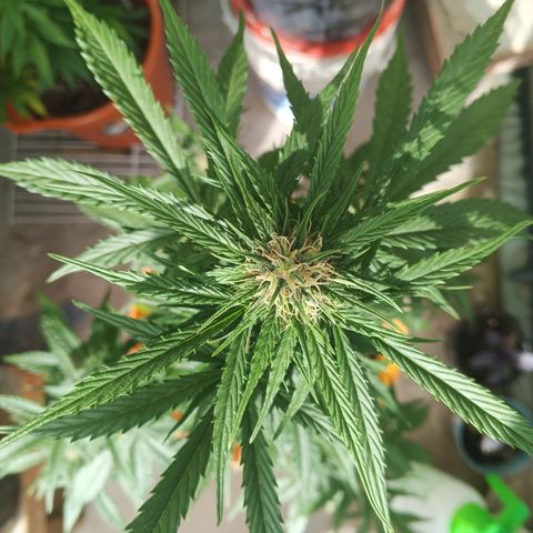 Gorilla Cookies Auto growlog timeline photo