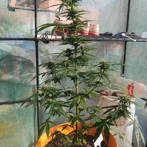 Gorilla Cookies Auto growlog timeline photo