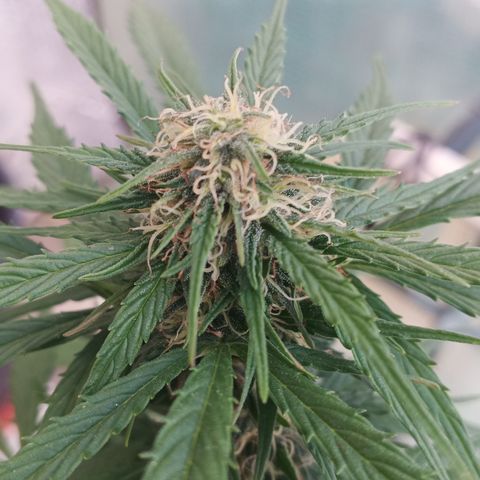 Gorilla Cookies Auto growlog timeline photo