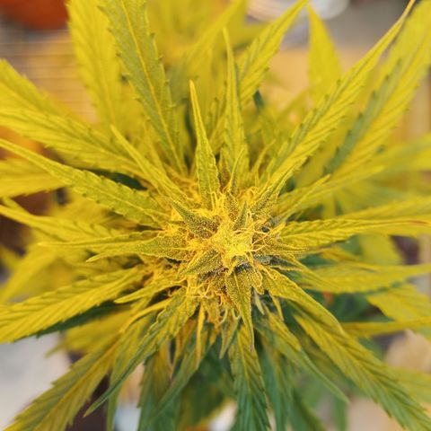 Gorilla Cookies Auto growlog timeline photo
