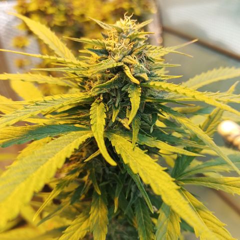 Gorilla Cookies Auto growlog timeline photo