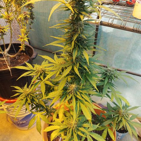 Gorilla Cookies Auto growlog timeline photo