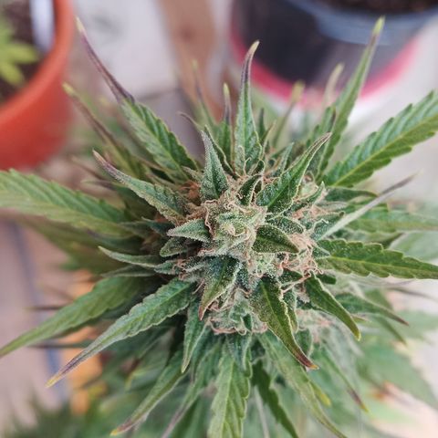 Gorilla Cookies Auto growlog timeline photo