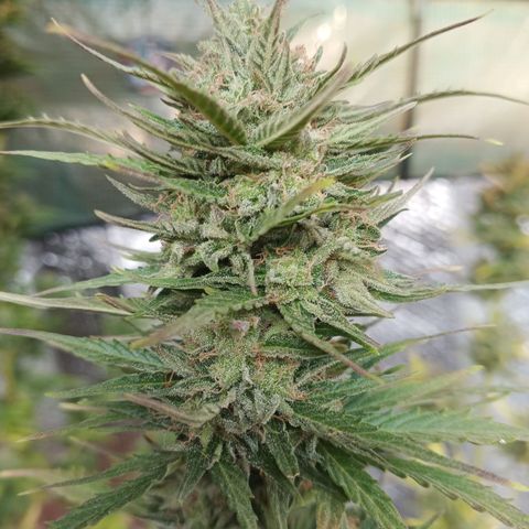 Gorilla Cookies Auto growlog timeline photo