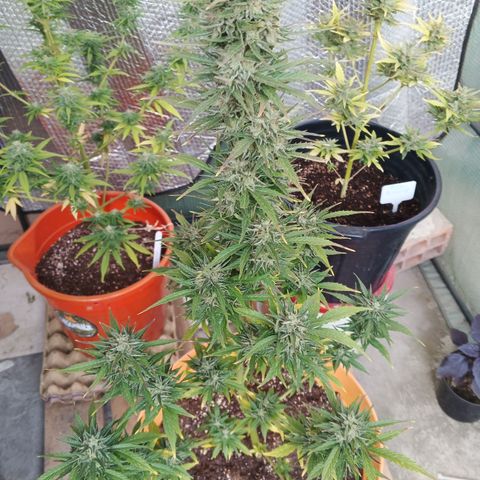 Gorilla Cookies Auto growlog timeline photo