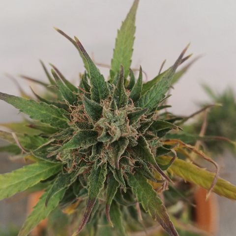 Gorilla Cookies Auto growlog timeline photo