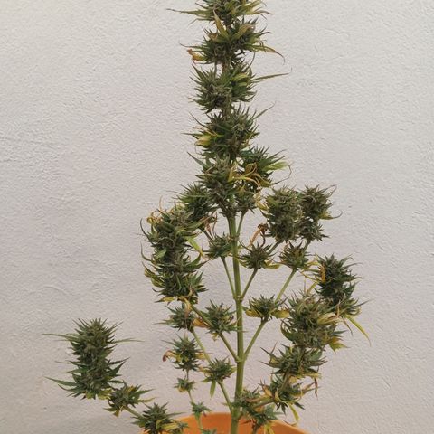 Gorilla Cookies Auto growlog timeline photo