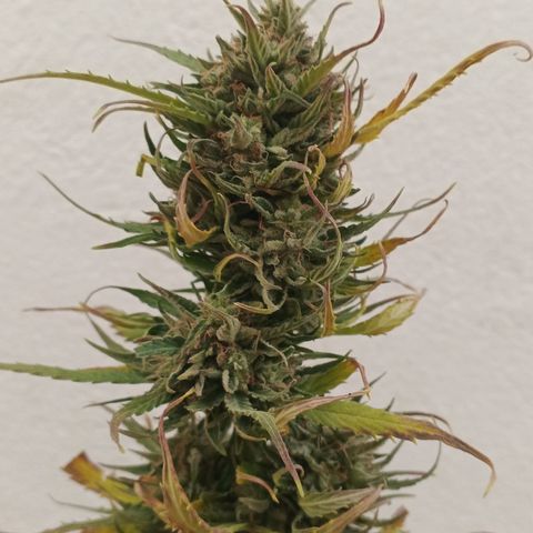 Gorilla Cookies Auto growlog timeline photo