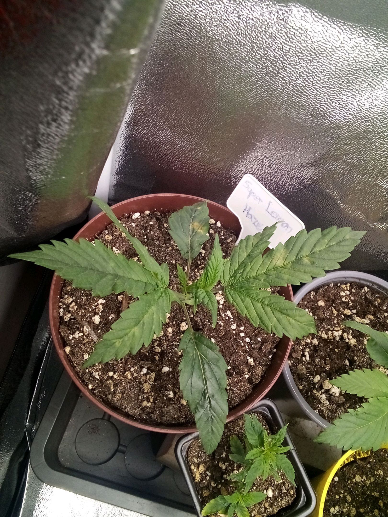 Super Lemon Haze growlog photo 6