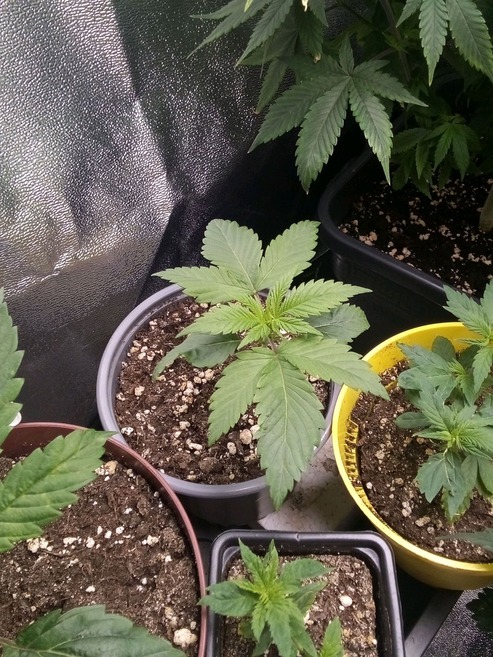 Super Lemon Haze growlog photo 7