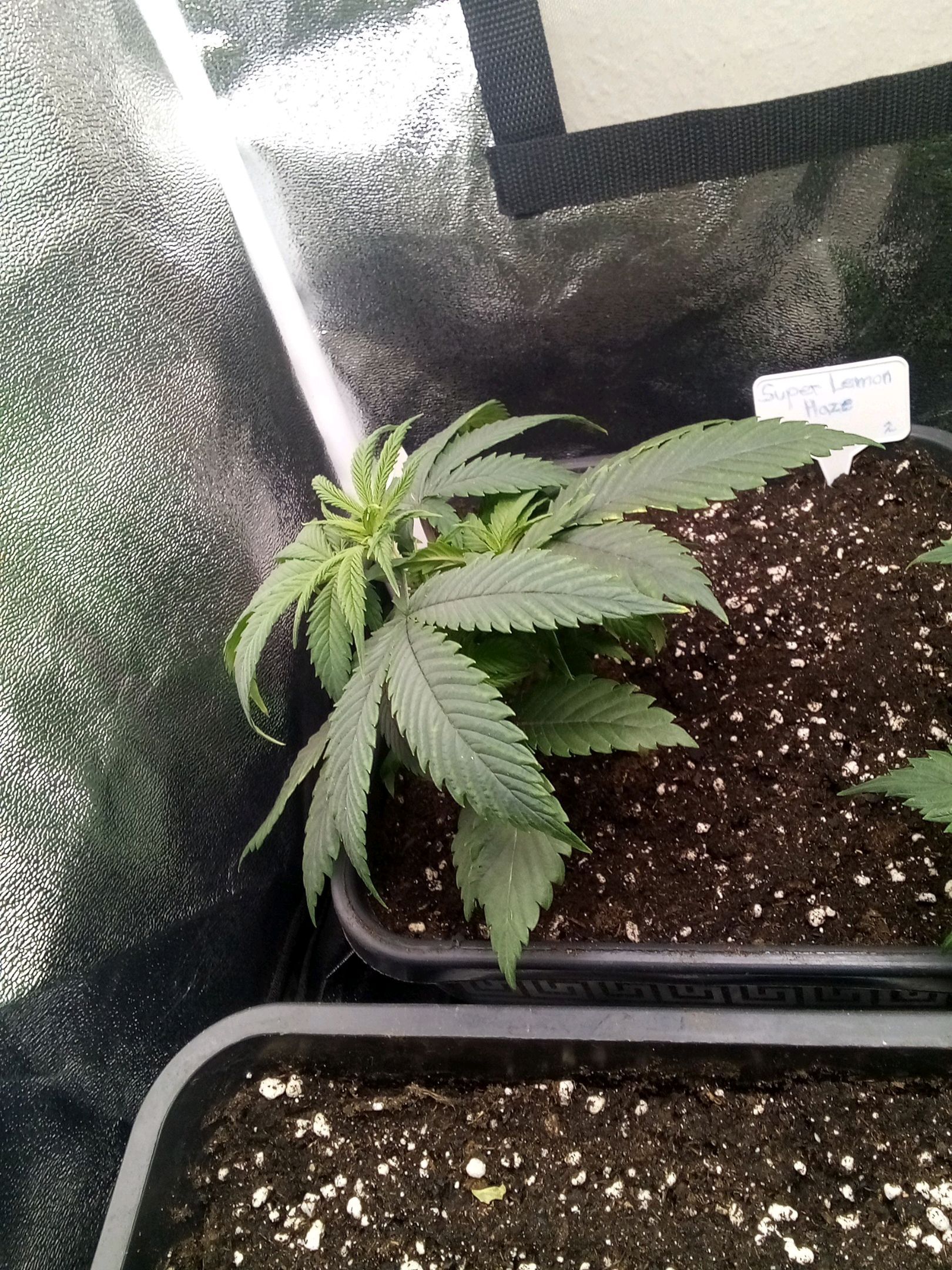 Super Lemon Haze growlog photo 8