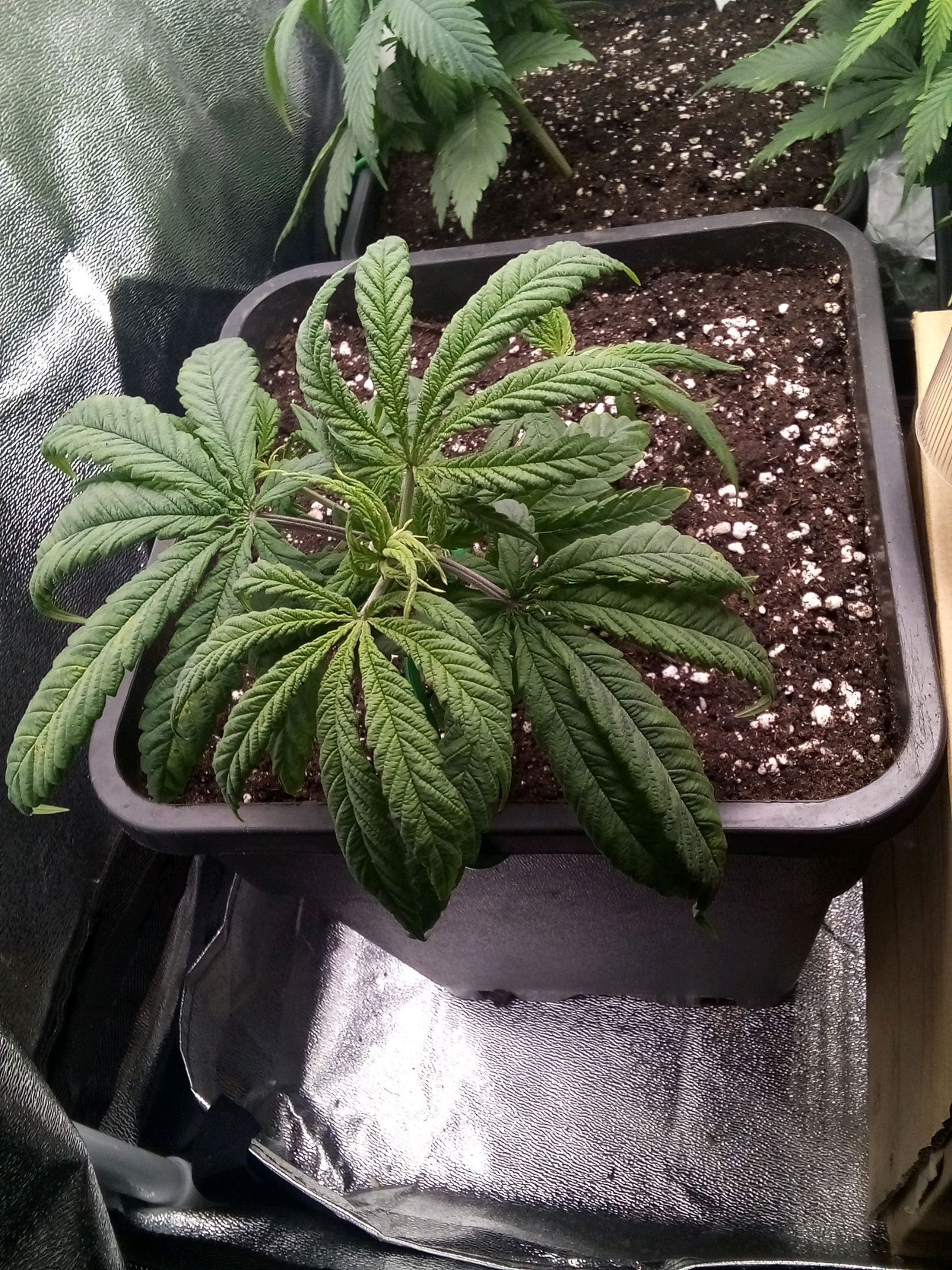 Super Lemon Haze growlog photo 9