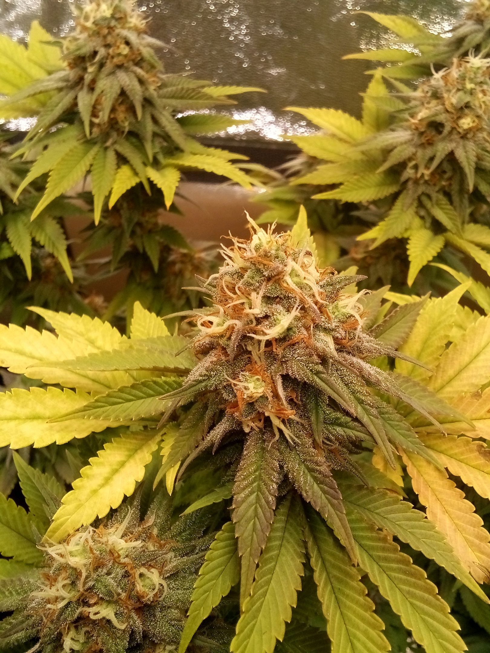 Bubblegum Extra growlog header