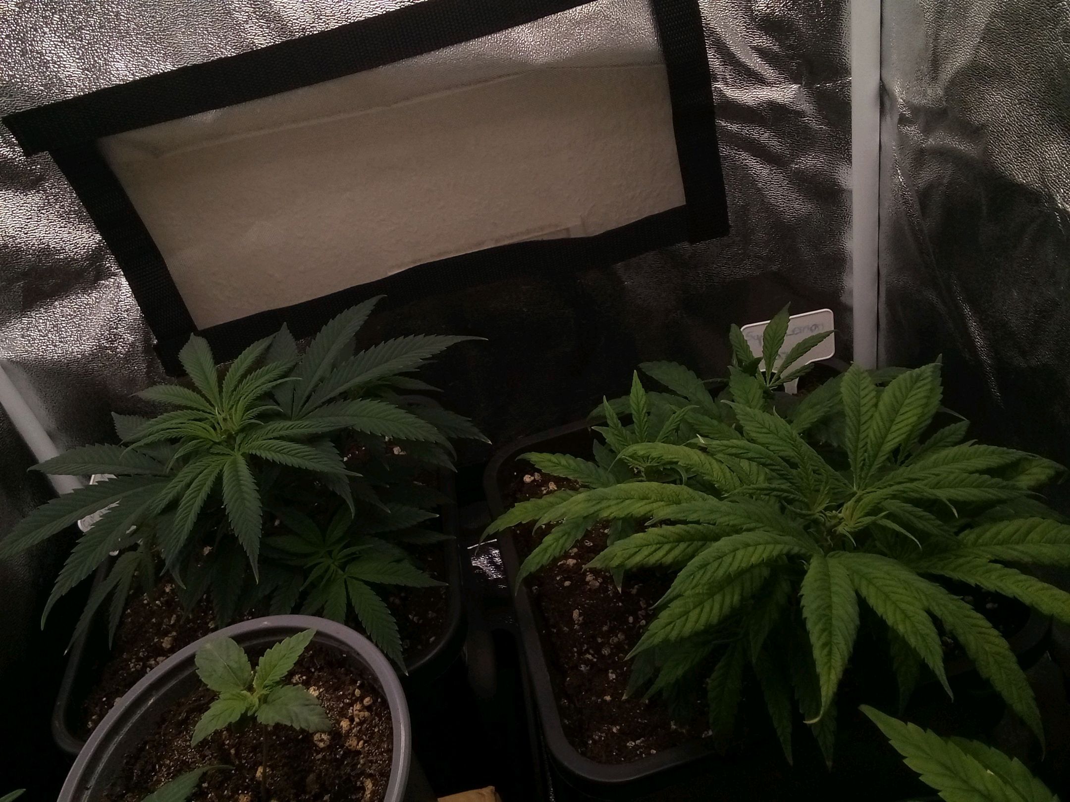 Super Lemon Haze growlog photo 10