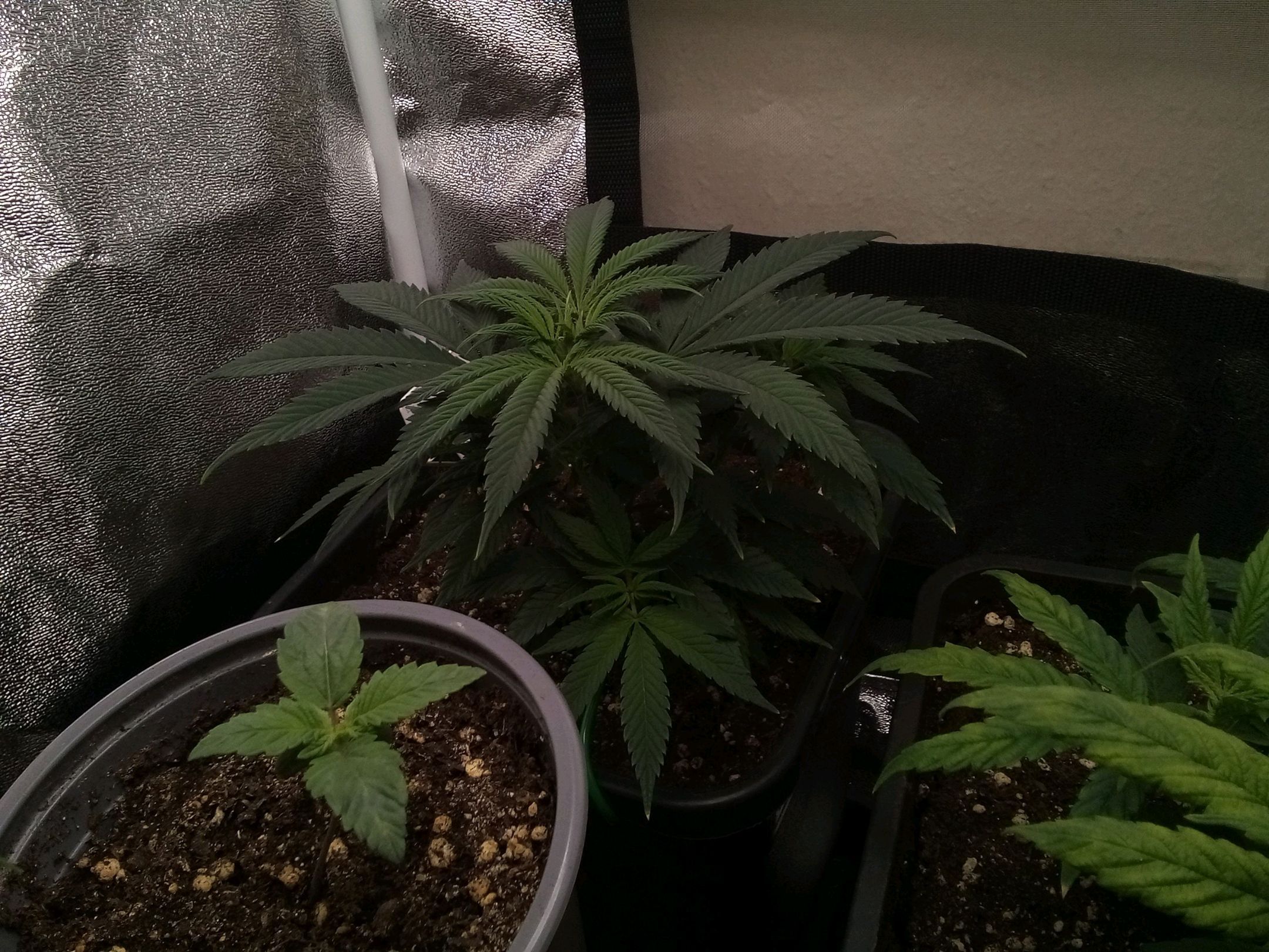 Super Lemon Haze growlog photo 11
