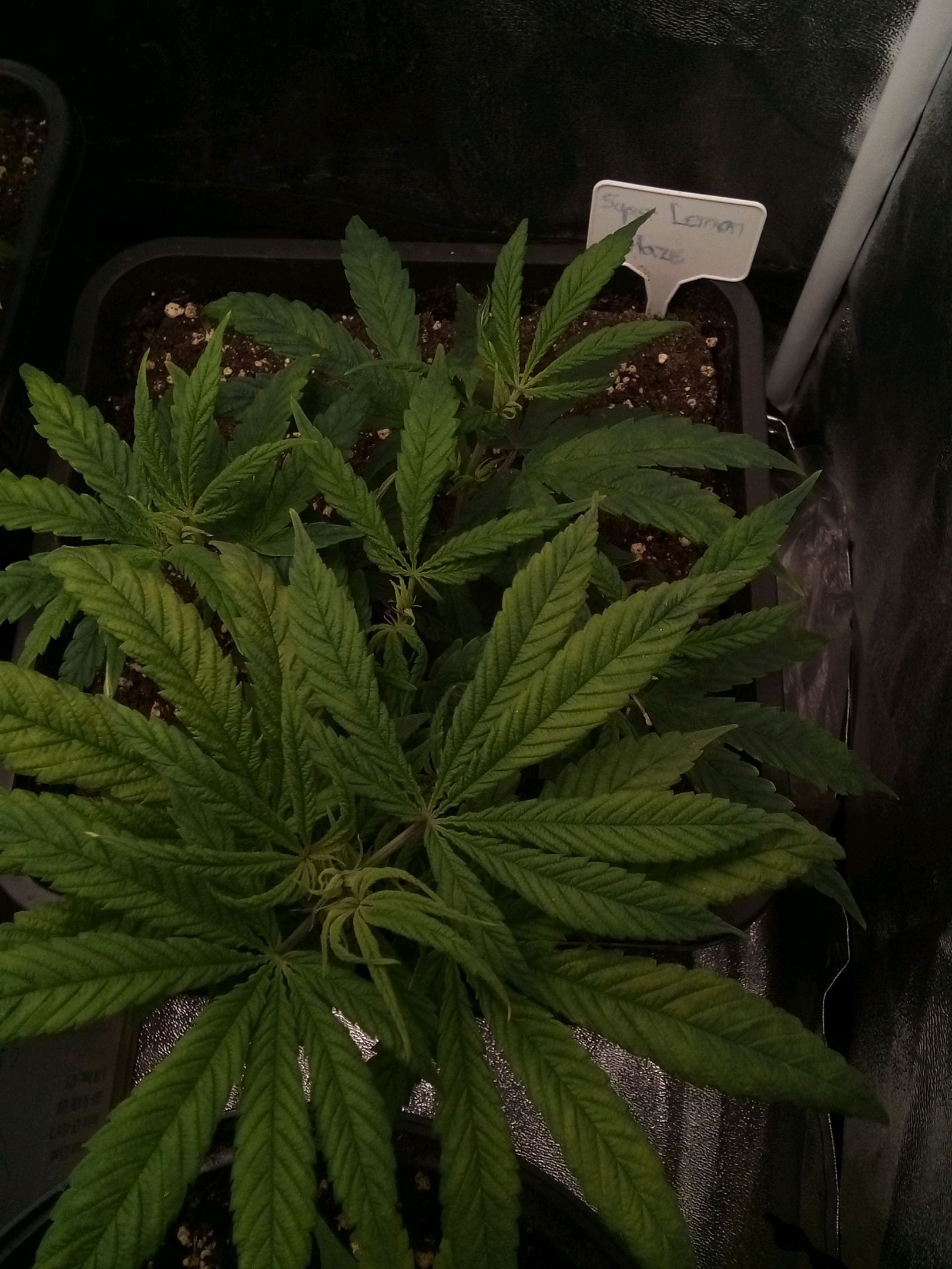 Super Lemon Haze growlog photo 12