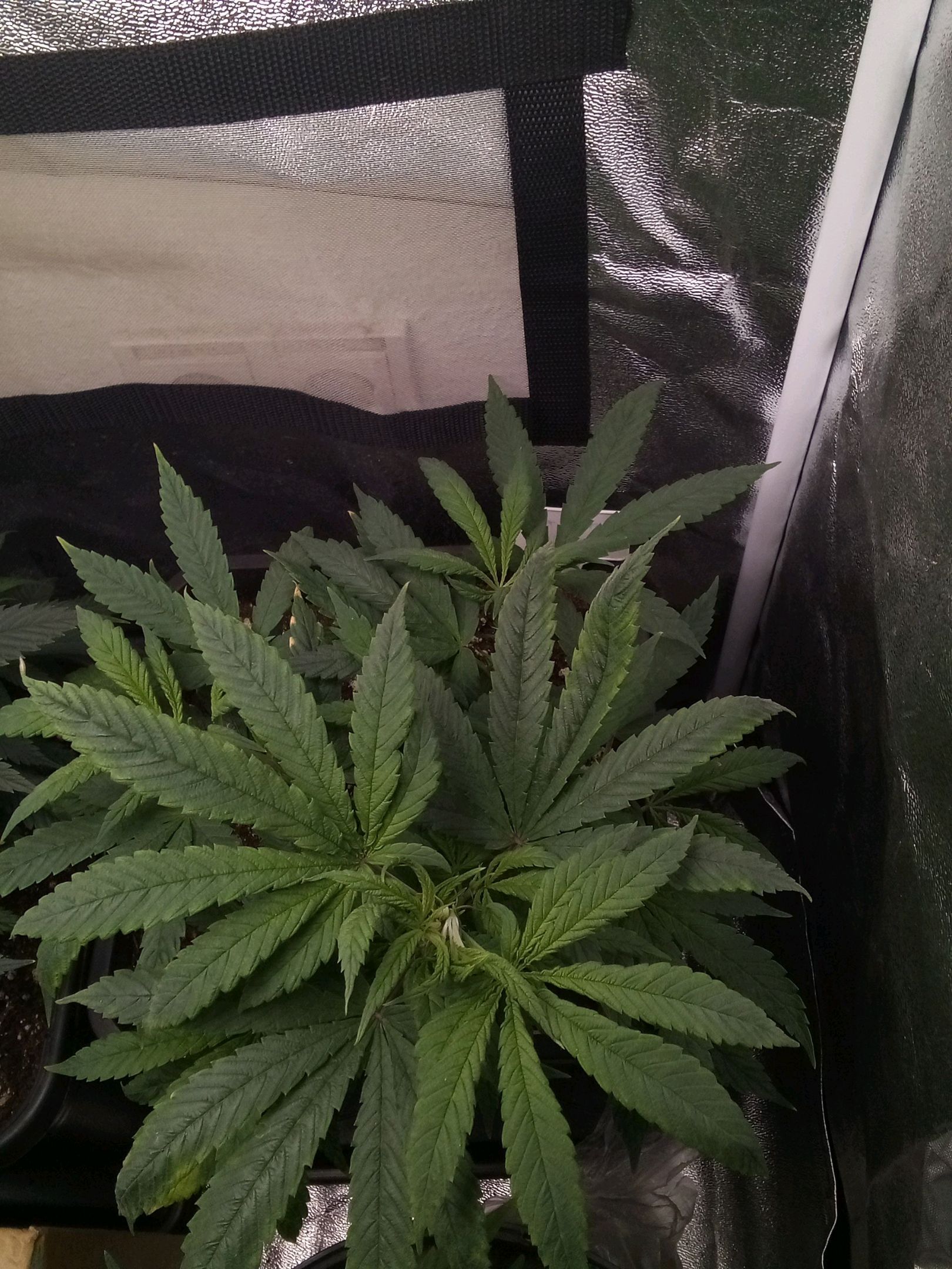 Super Lemon Haze growlog photo 13