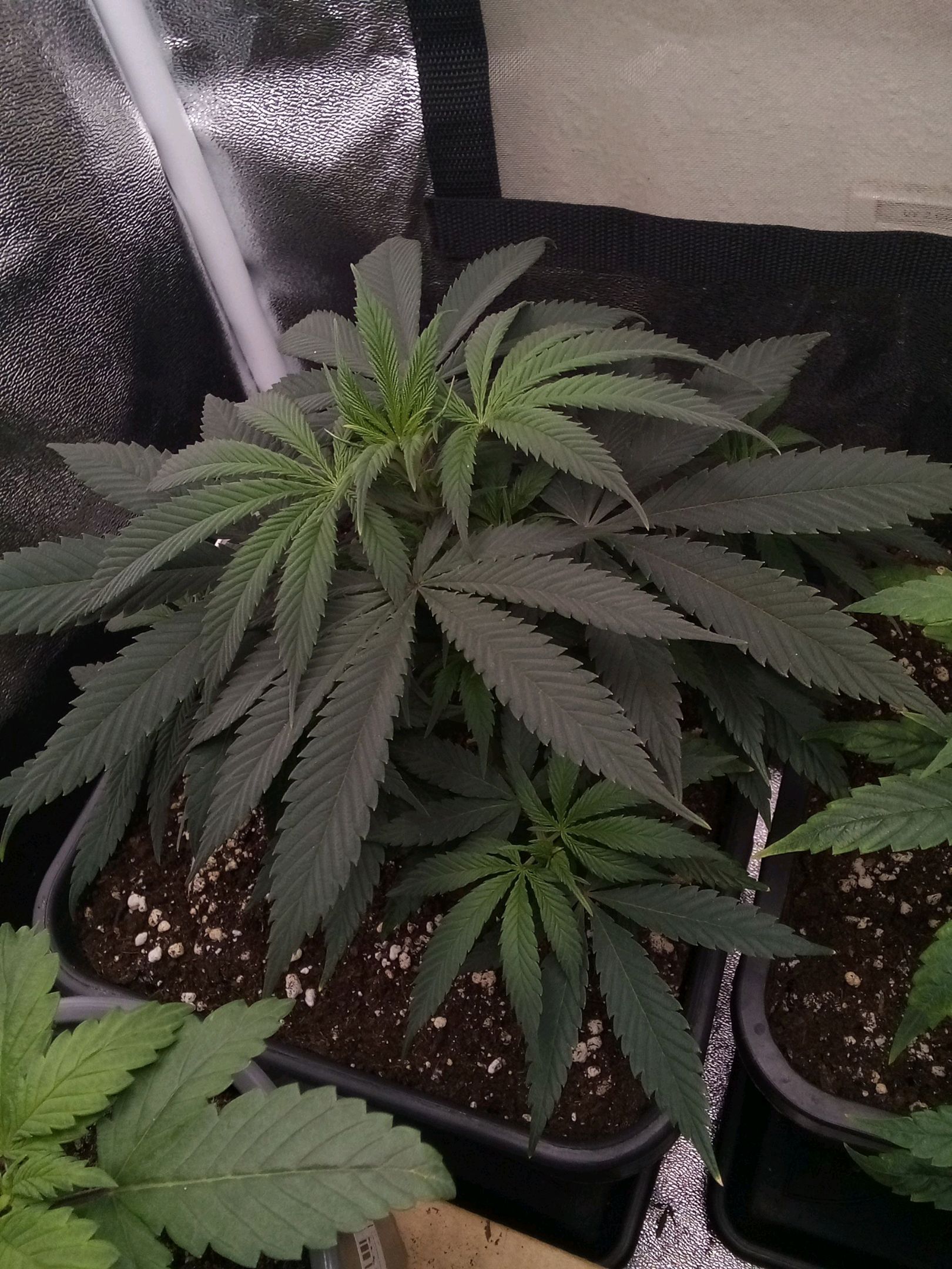 Super Lemon Haze growlog photo 14