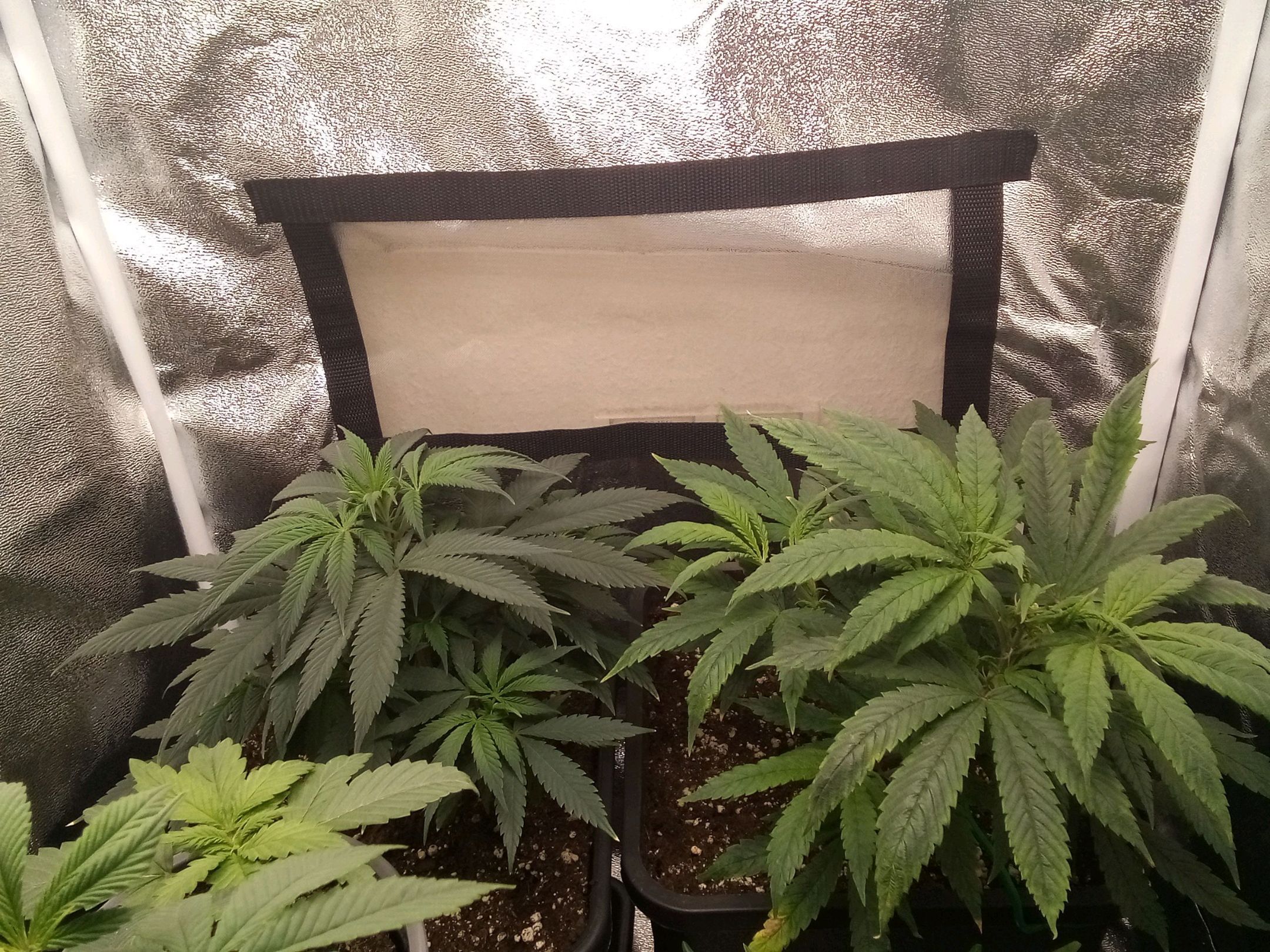Super Lemon Haze growlog photo 15