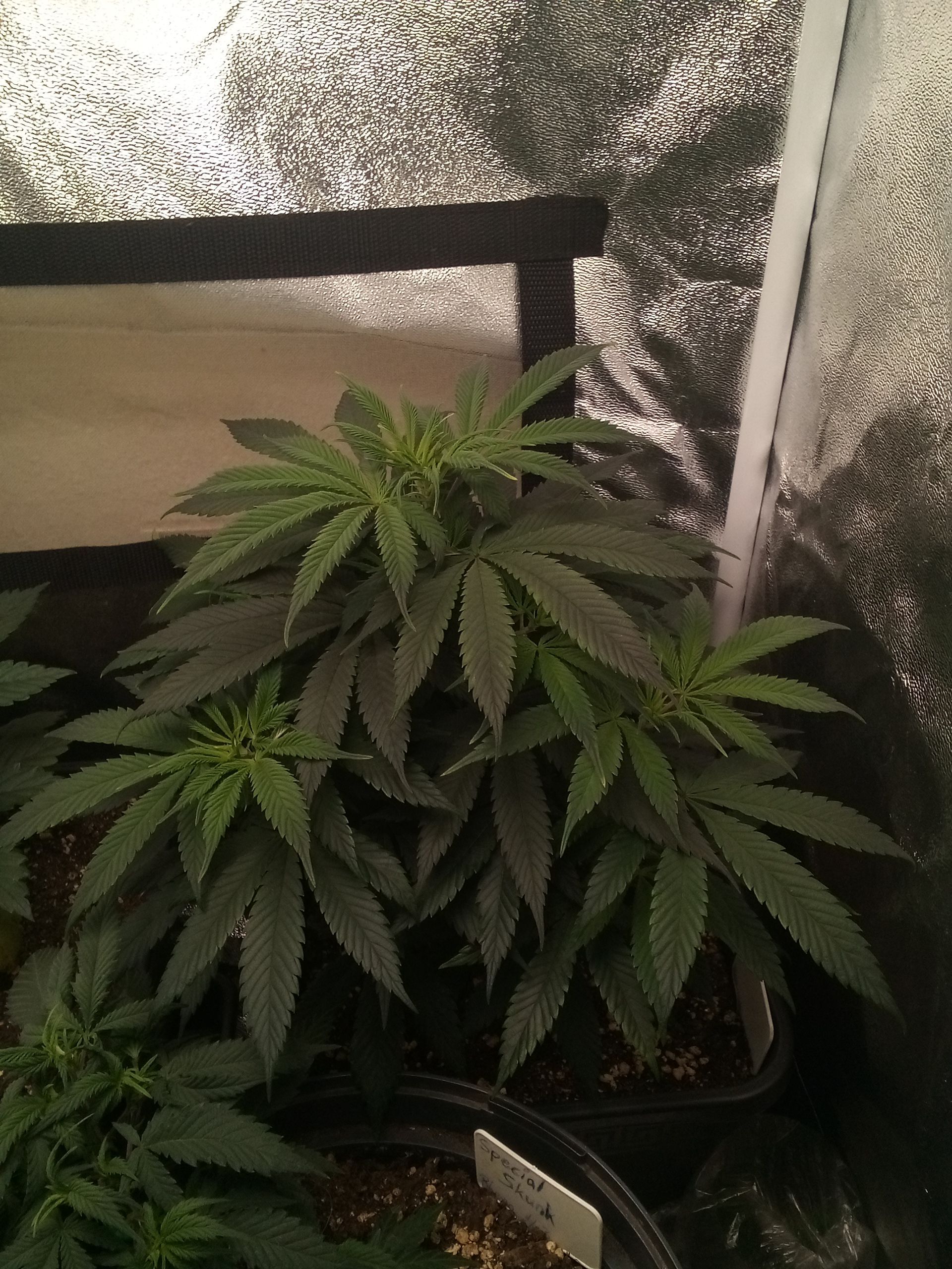 Super Lemon Haze growlog photo 16