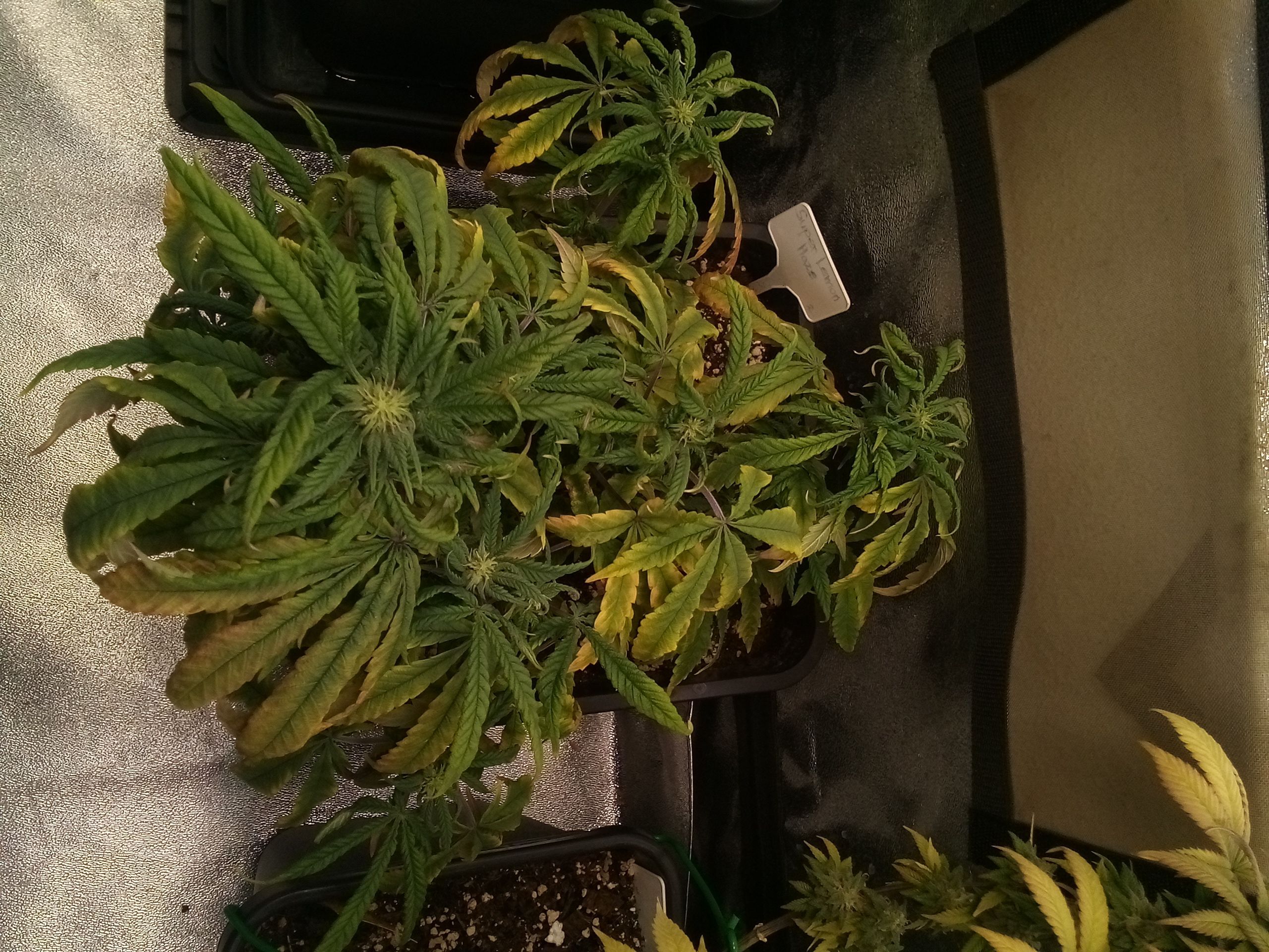 Super Lemon Haze growlog photo 17