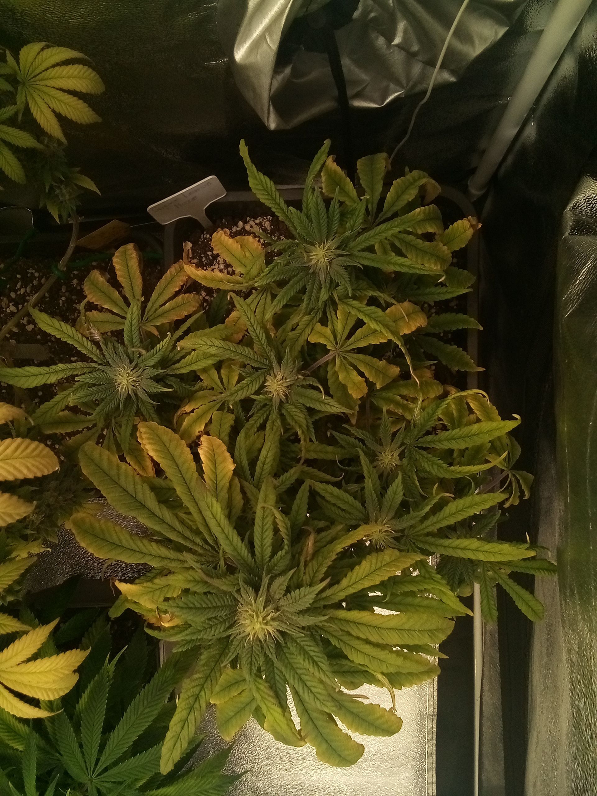 Super Lemon Haze growlog photo 19