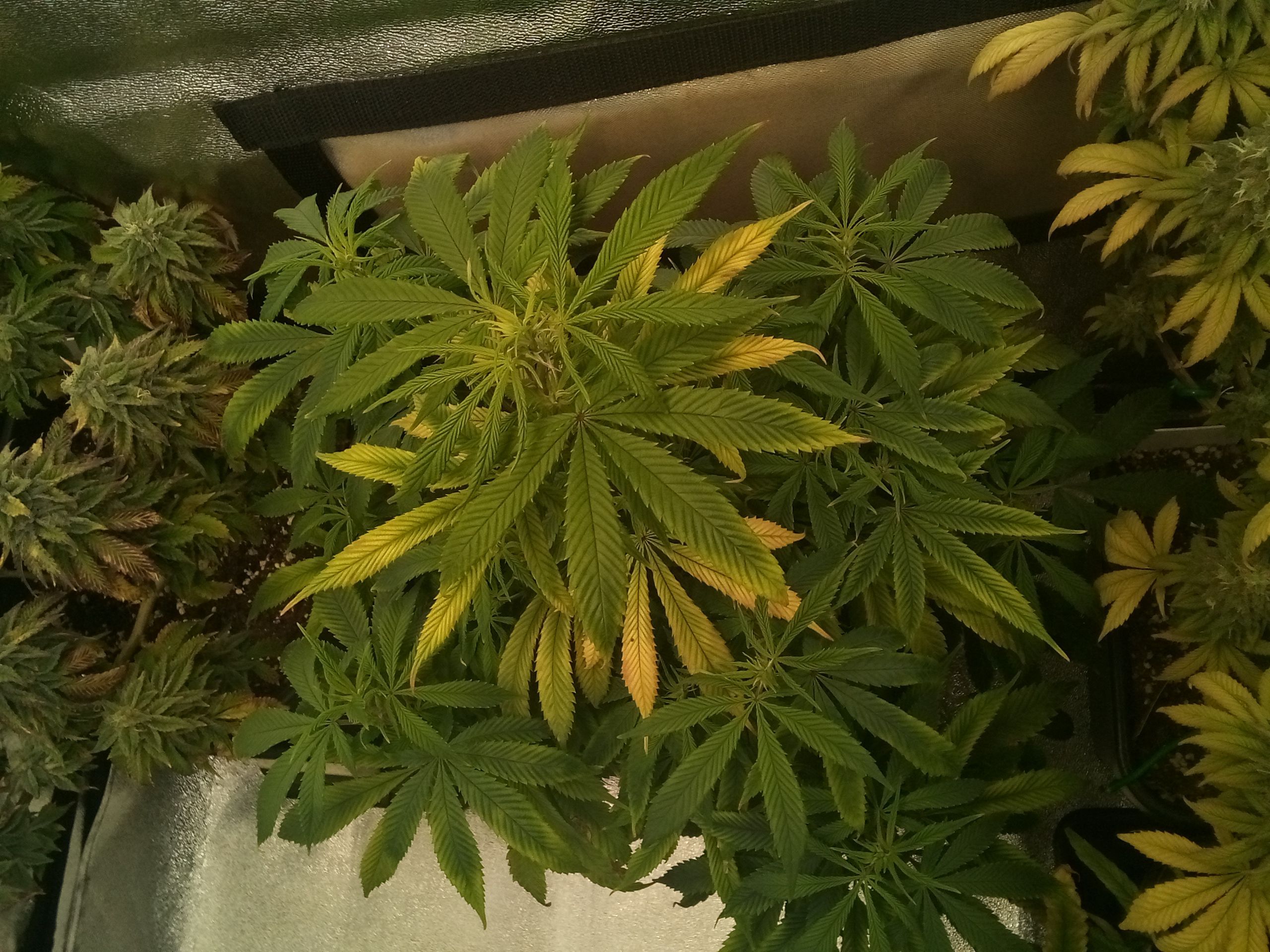Super Lemon Haze growlog photo 18
