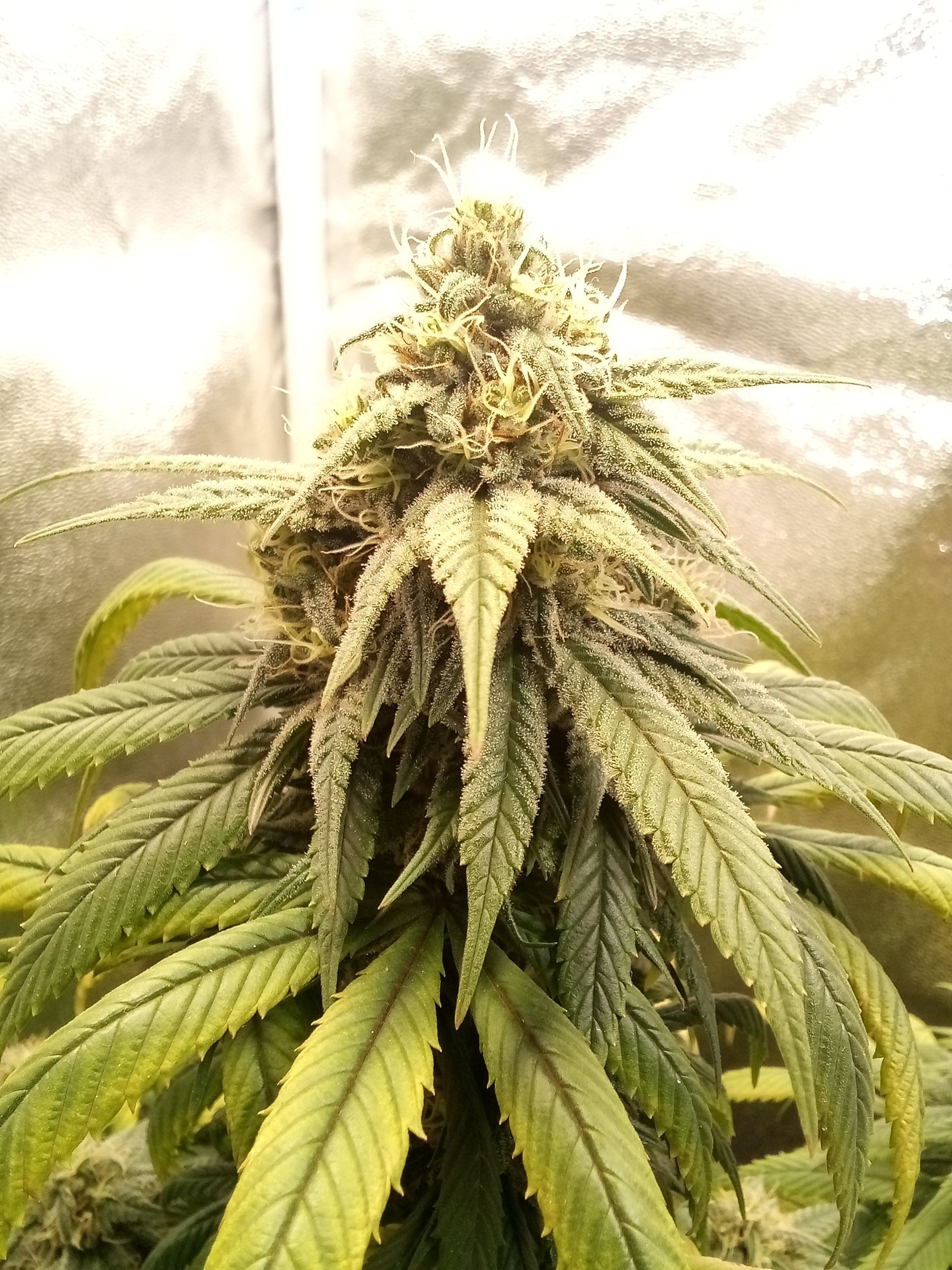Super Lemon Haze growlog photo 22