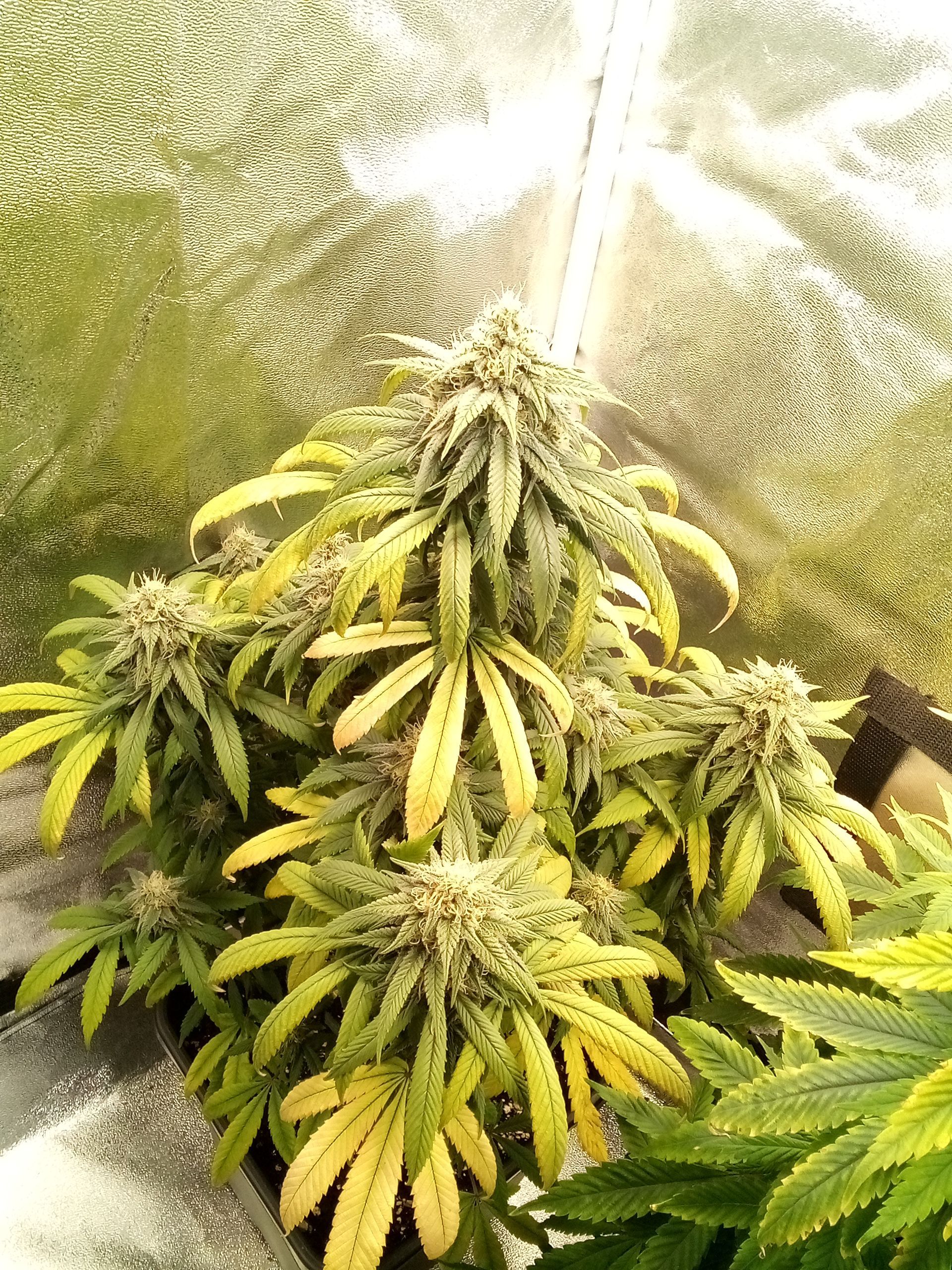 Super Lemon Haze growlog photo 23