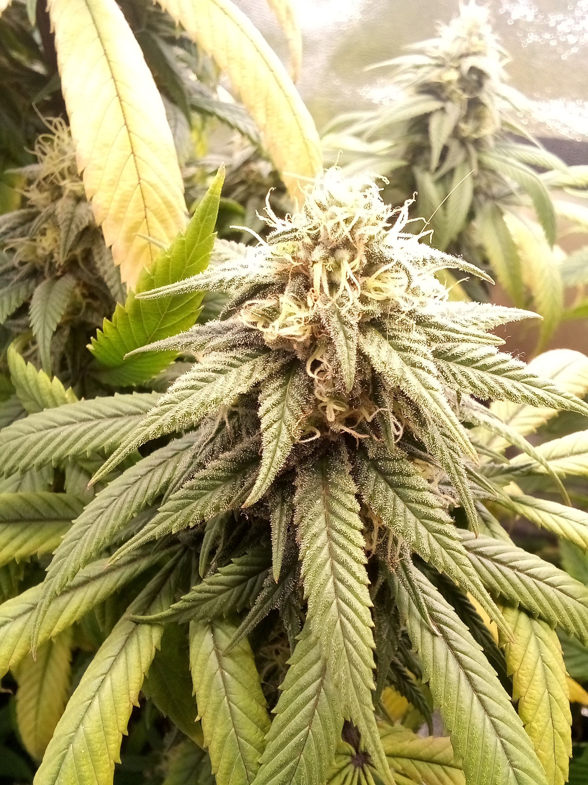 Super Lemon Haze growlog photo 24