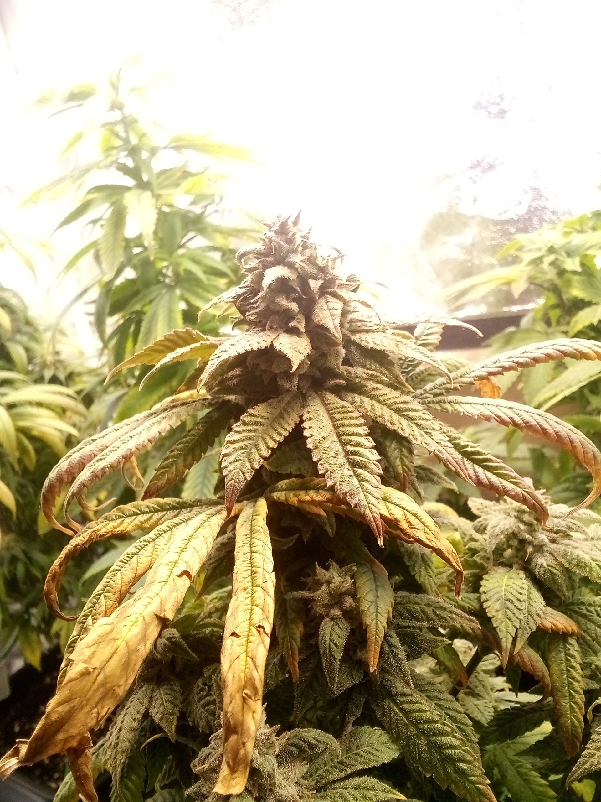Super Lemon Haze growlog photo 20