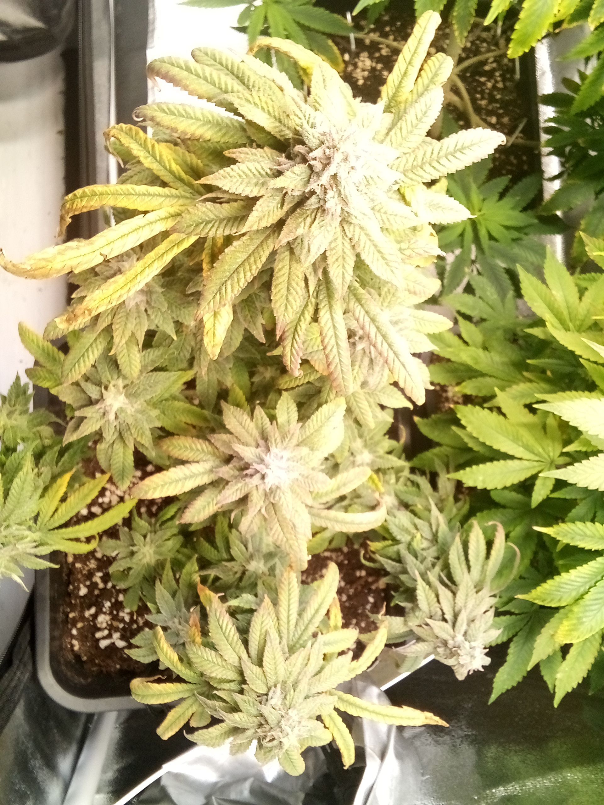 Super Lemon Haze growlog photo 21