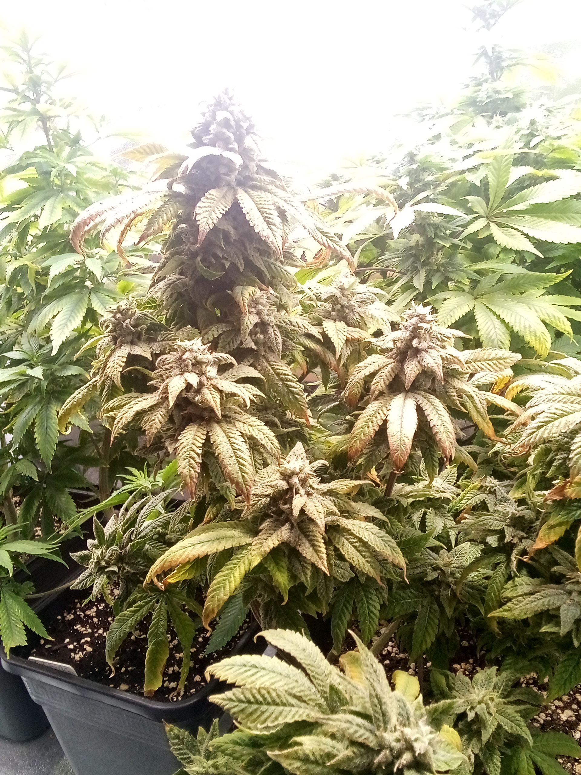 Super Lemon Haze growlog photo 26