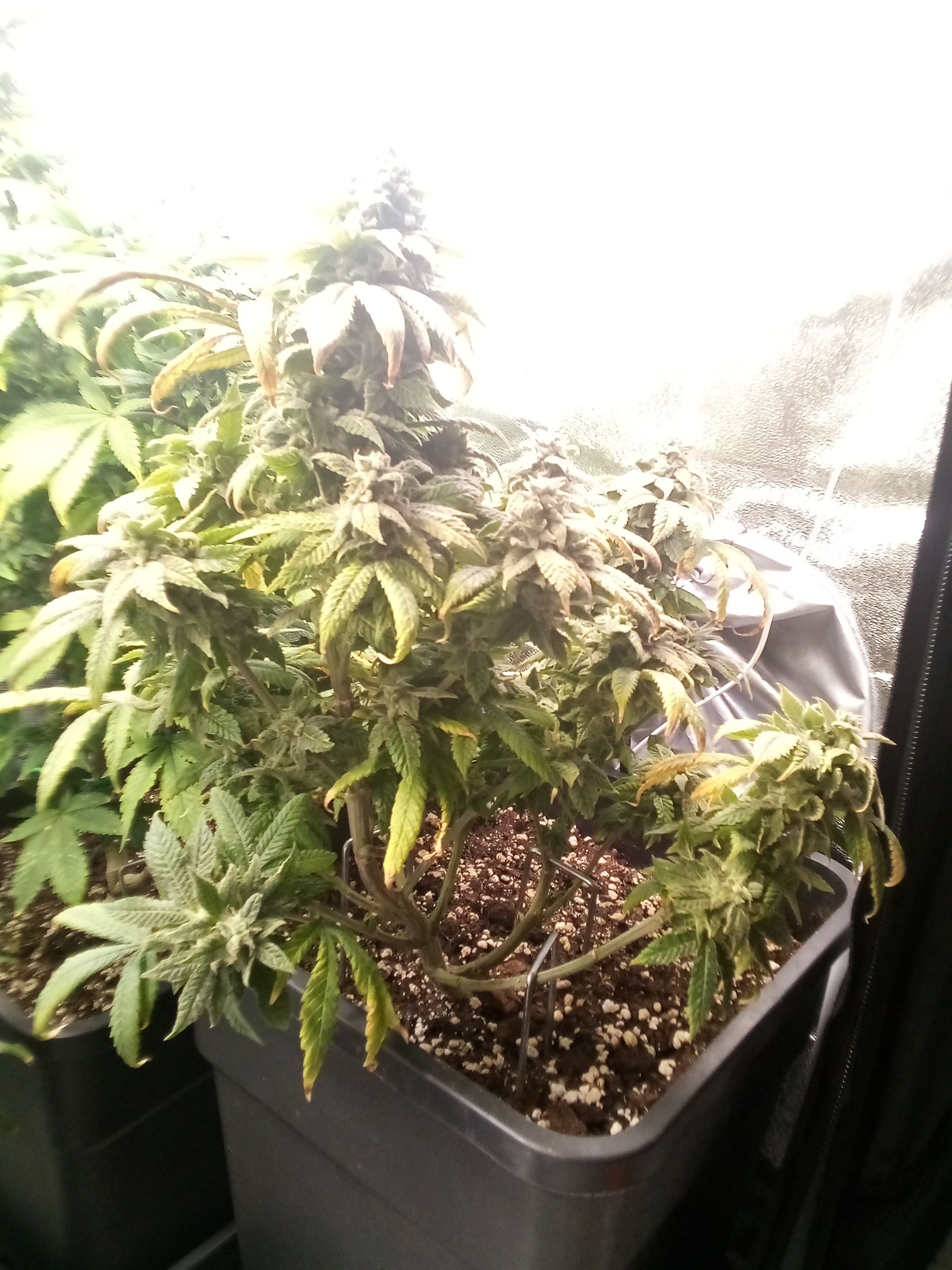 Super Lemon Haze growlog photo 25