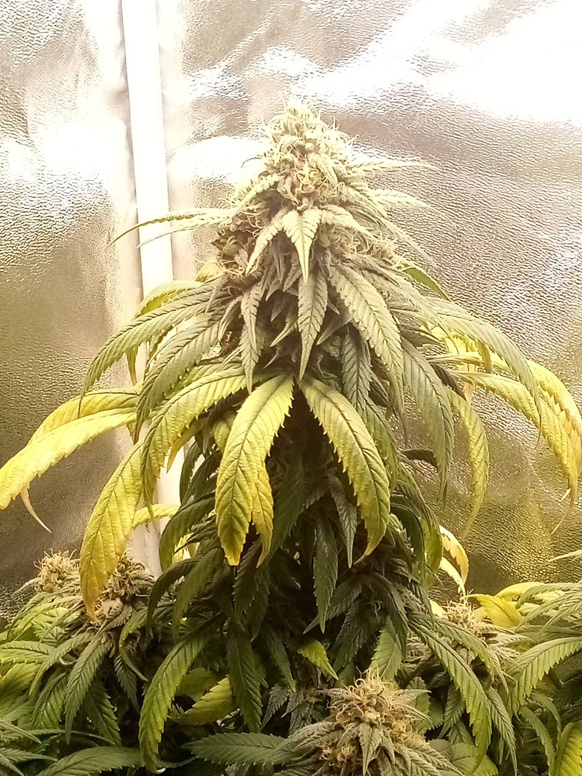 Super Lemon Haze growlog photo 28