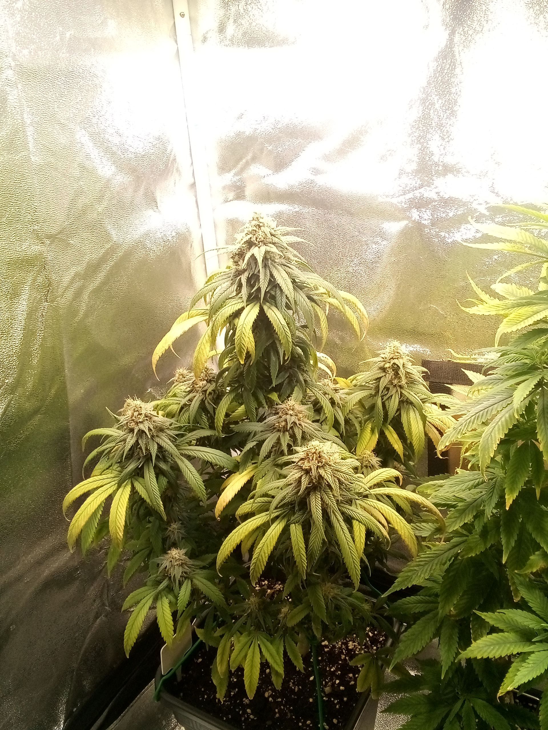 Super Lemon Haze growlog photo 27