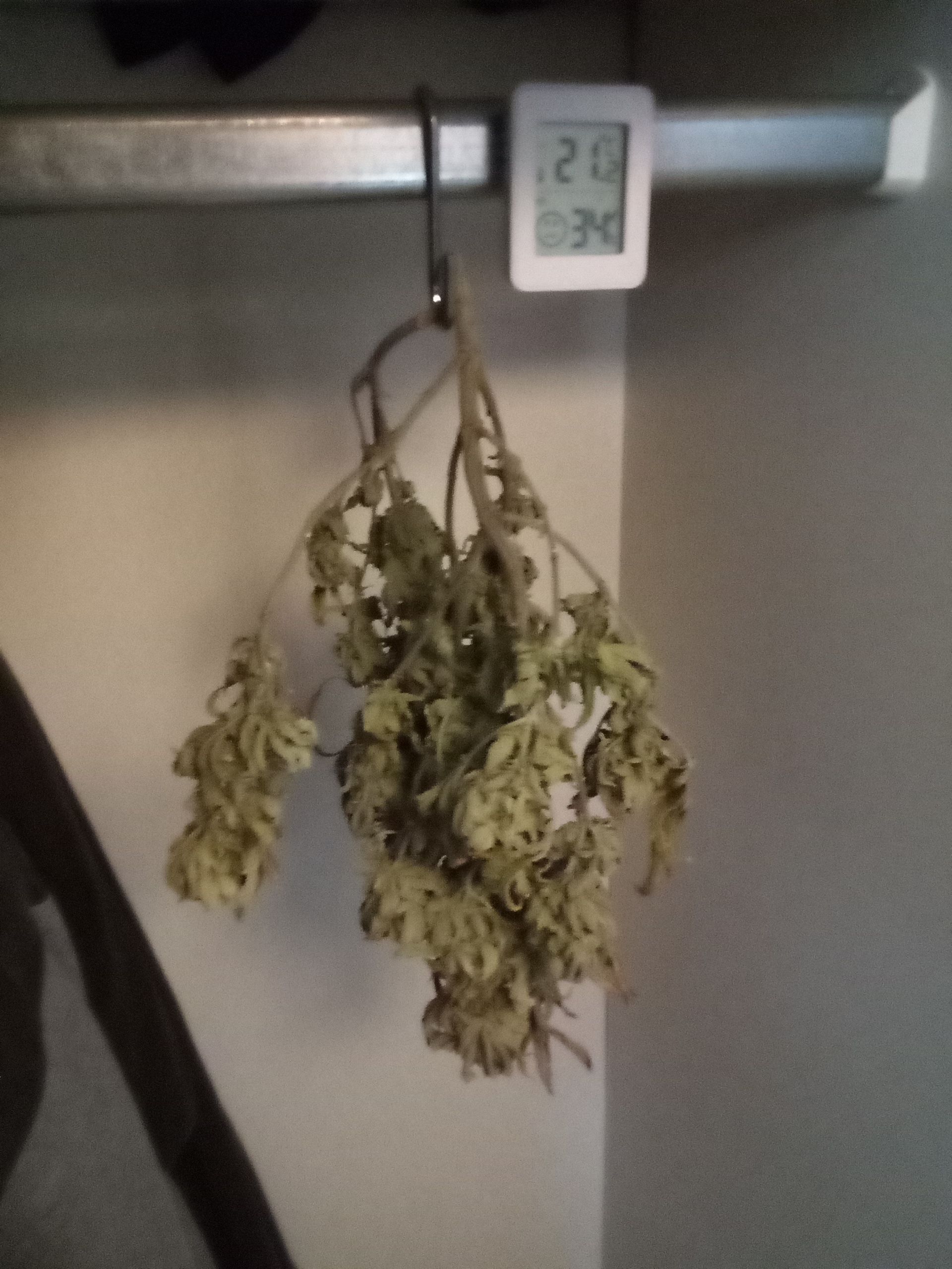 Super Lemon Haze growlog photo 29