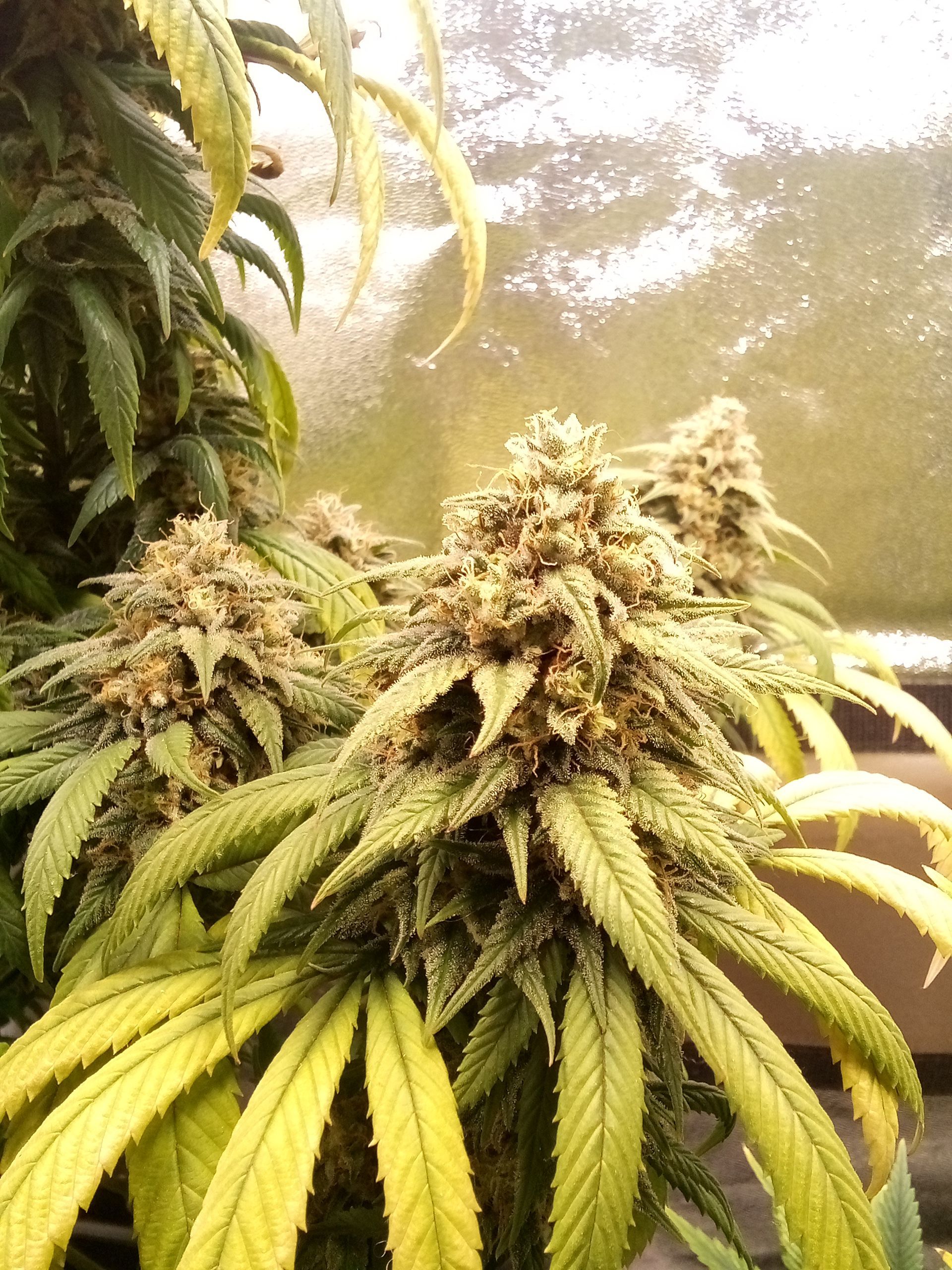 Super Lemon Haze growlog photo 30