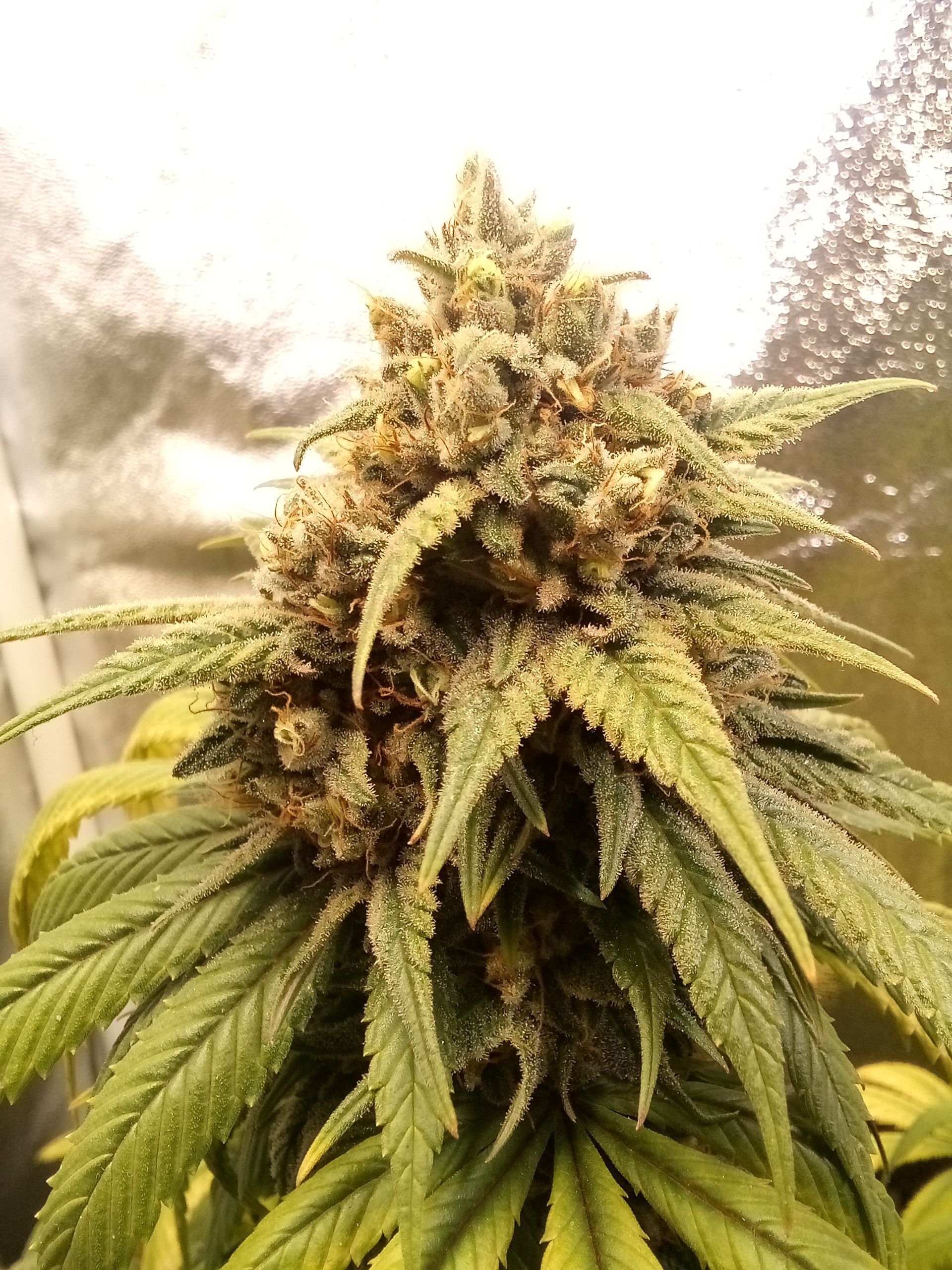 Super Lemon Haze growlog photo 32