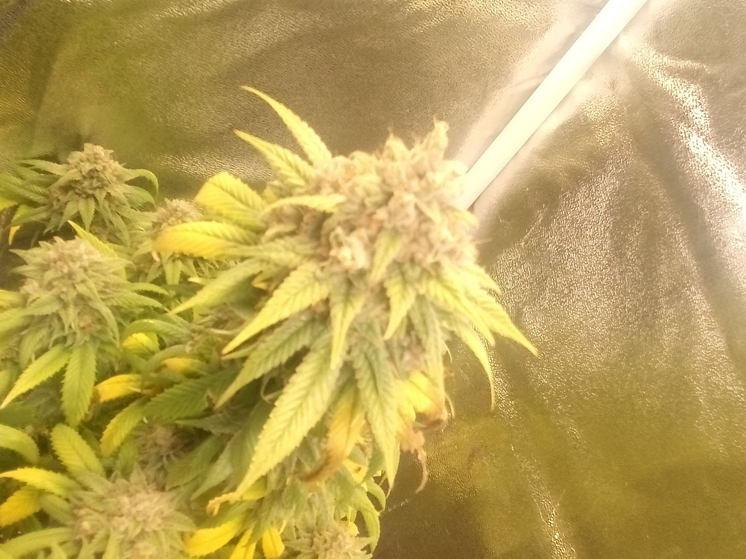 Super Lemon Haze growlog photo 34