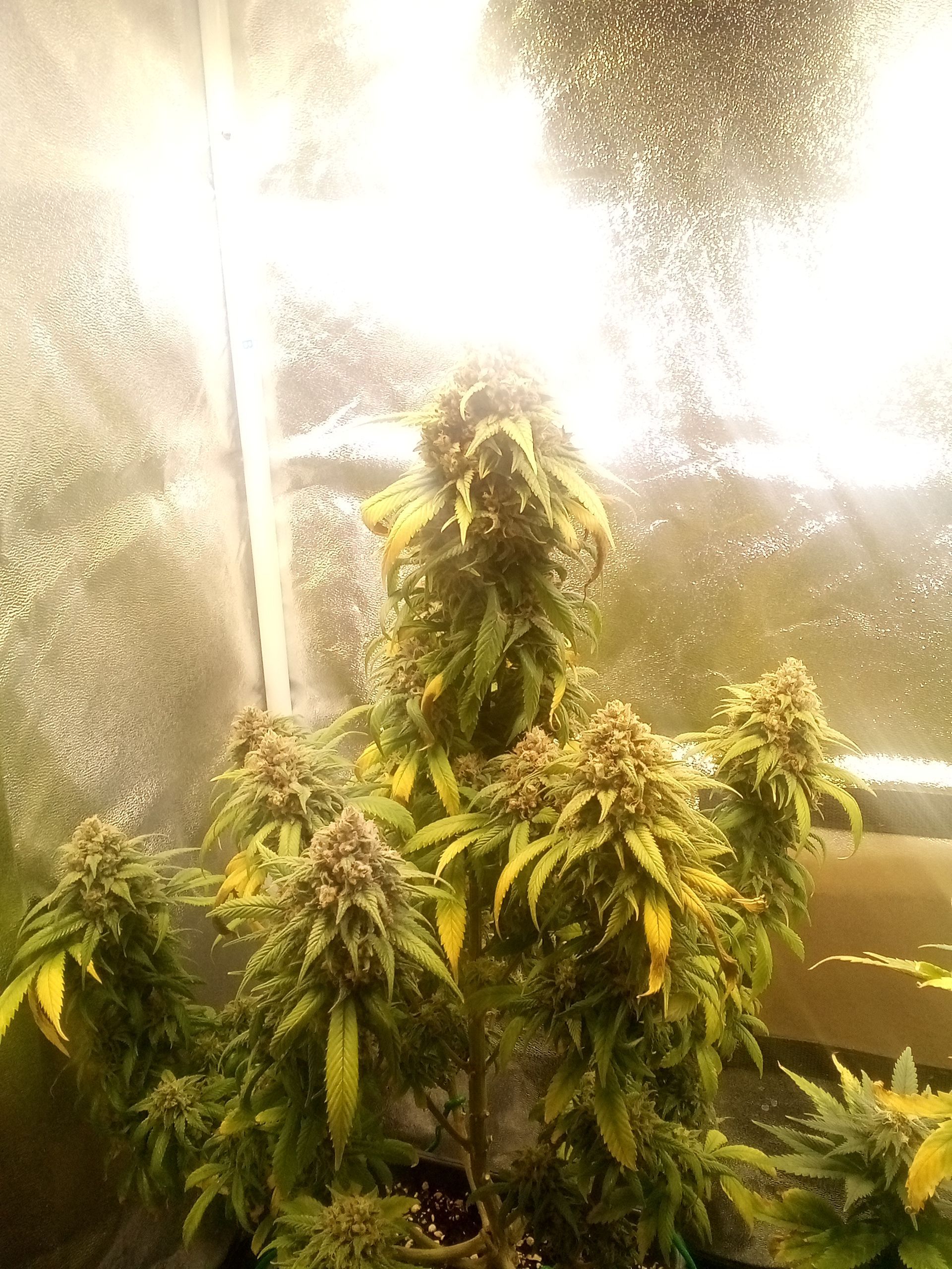 Super Lemon Haze growlog photo 33