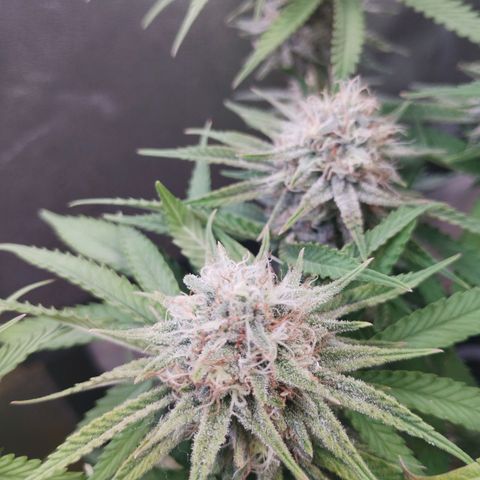 Special Skunk growlog in Depot
