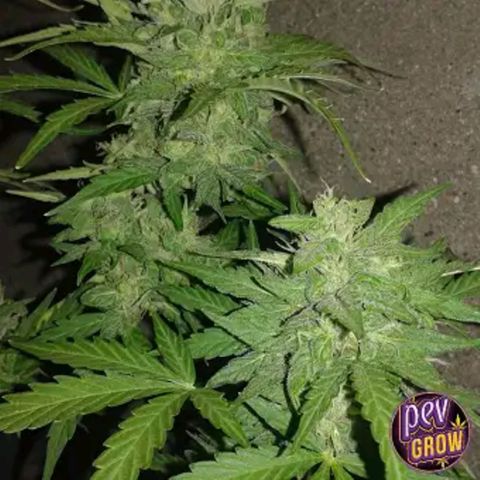 Super Lemon Haze  growlog in Depot 