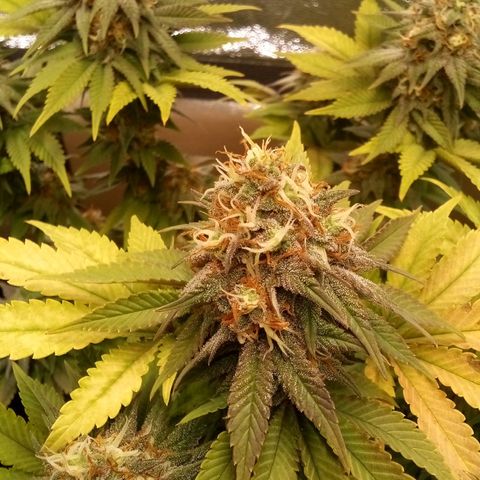 Bubblegum Extra growlog in Depot