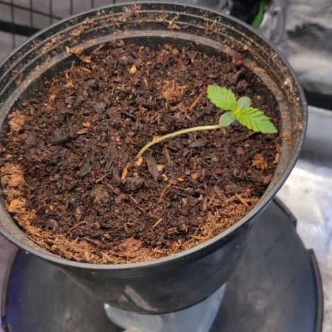 Tree 2 growlog timeline photo