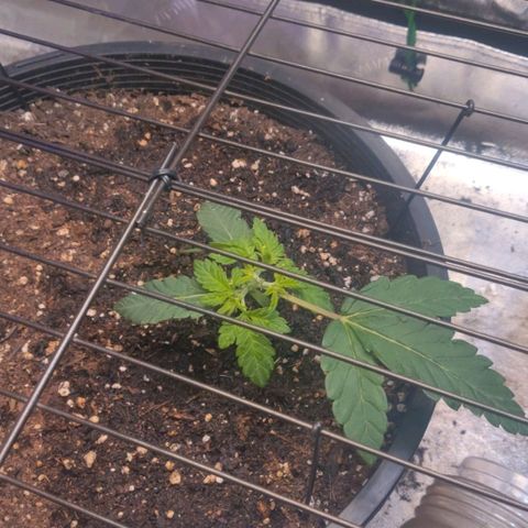 Tree 2 growlog timeline photo