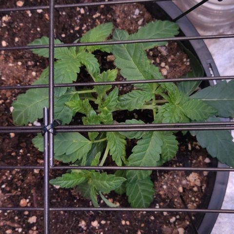Tree 2 growlog timeline photo